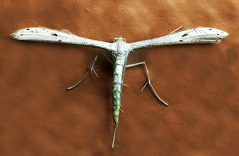 #1252 Dapa, Valle Del Cauca
2100m