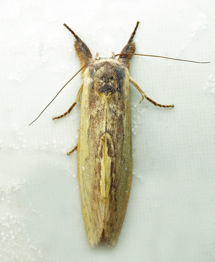 #1253 Dapa, Valle Del Cauca<br />
2100m