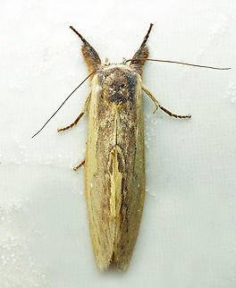 #1253 Dapa, Valle Del Cauca
2100m