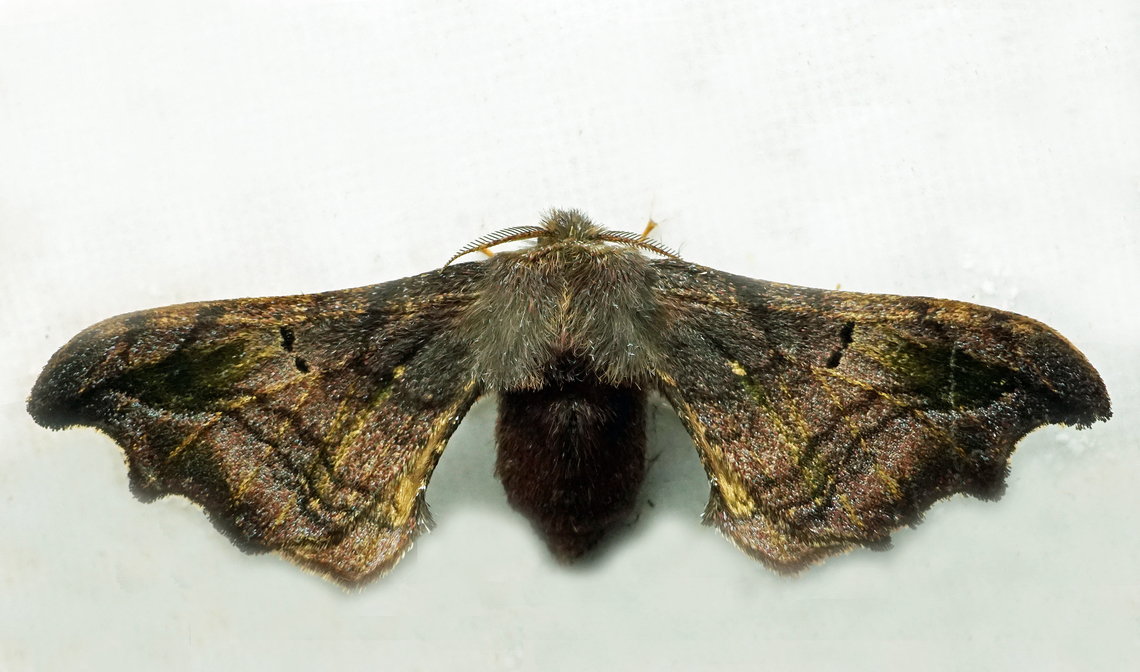 Quentalia sp. Dapa, Valle Del Cauca<br />
2100m