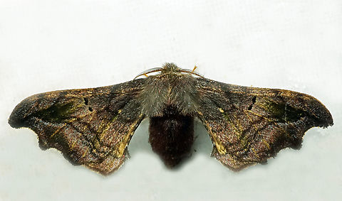 Quentalia sp. Dapa, Valle Del Cauca
2100m