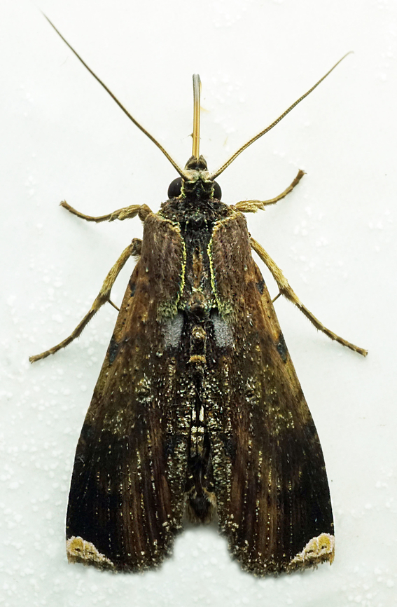 #1255 Dapa, Valle Del Cauca<br />
2100m