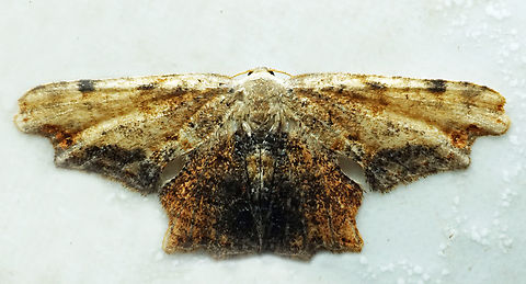 #1256 Dapa, Valle Del Cauca
2100m