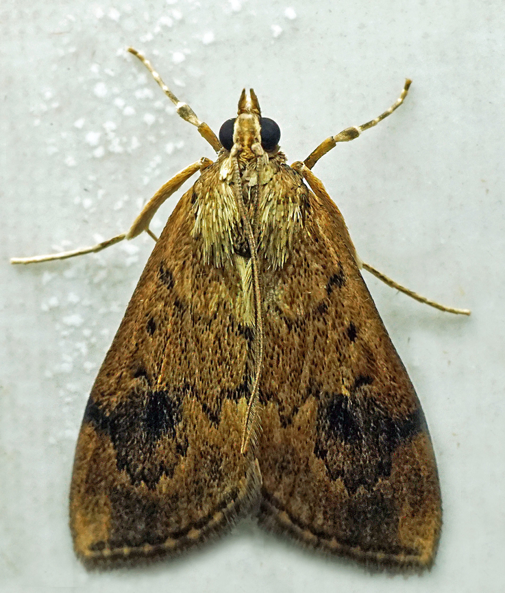 #1257 Dapa, Valle Del Cauca<br />
2100m