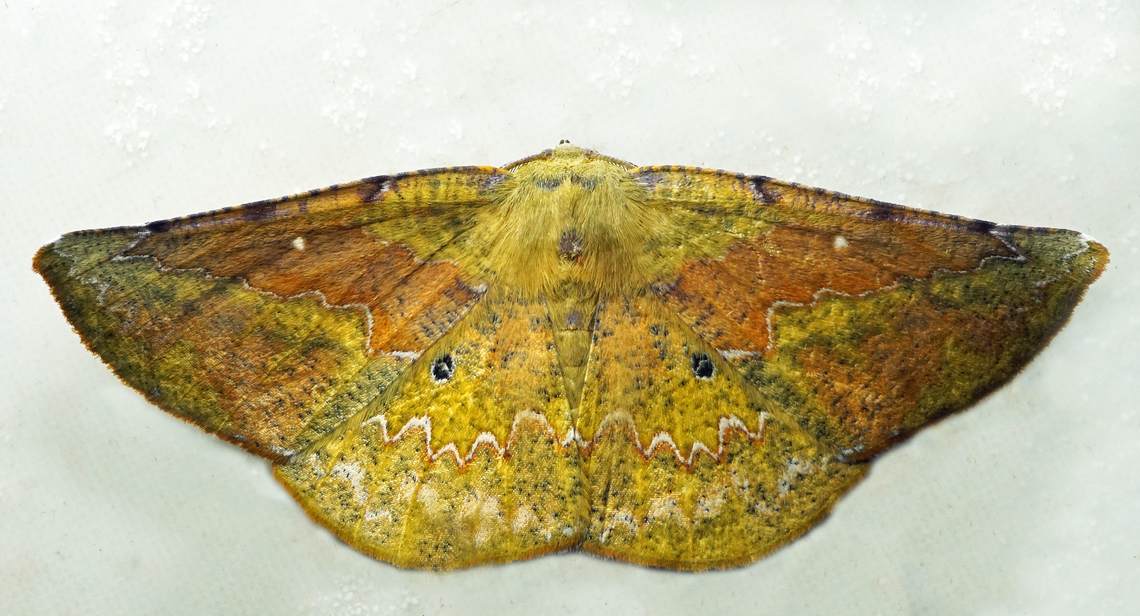 Acrotomia mucia Dapa, Valle Del Cauca<br />
2100m Acrotomia mucia