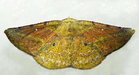 Acrotomia mucia Dapa, Valle Del Cauca
2100m Acrotomia mucia