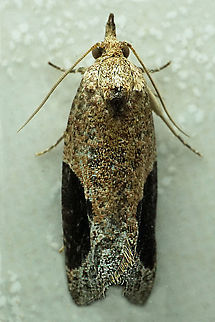 #1258 Dapa, Valle Del Cauca
2100m