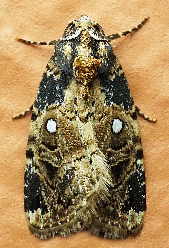 Elaphria sp. Dapa, Valle Del Cauca<br />
2100m