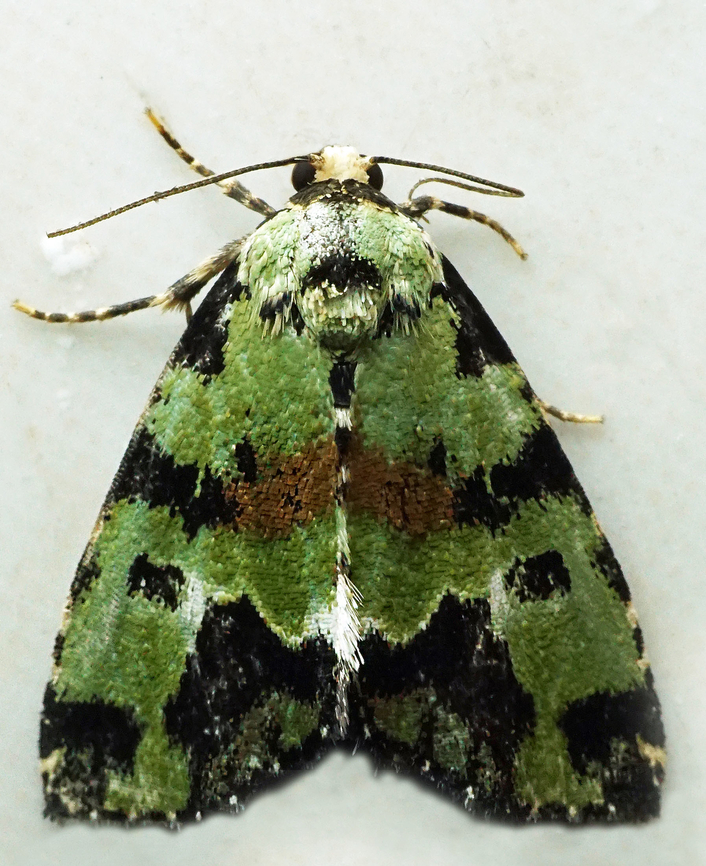 Deltote jora Dapa, Valle Del Cauca<br />
2100m