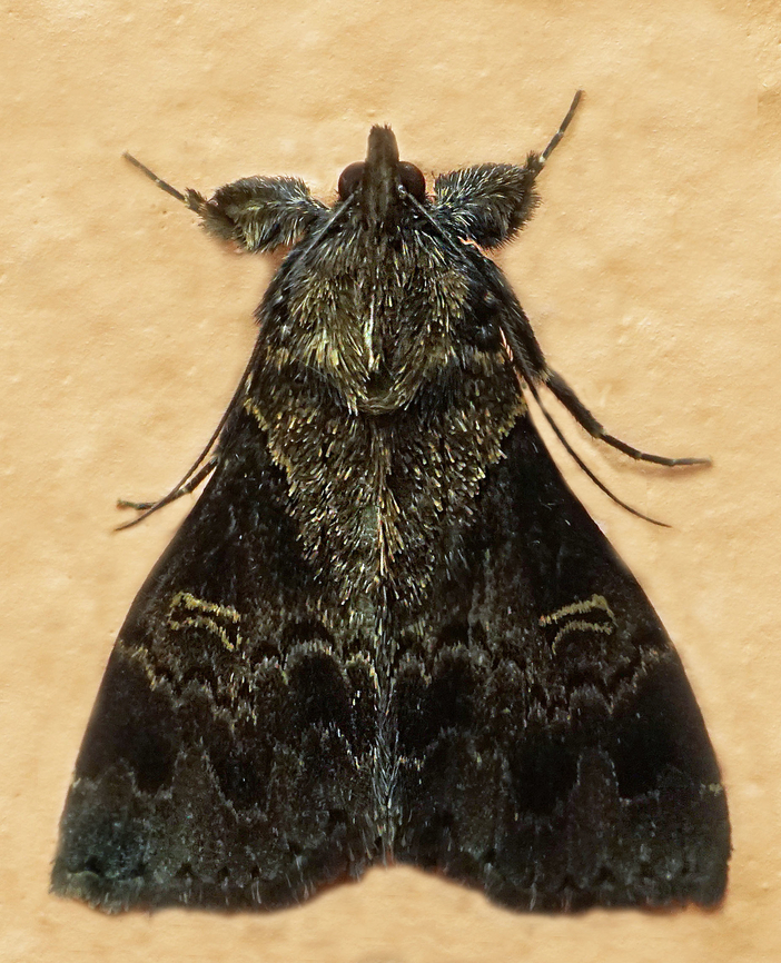 #1261 Dapa, Valle Del Cauca<br />
2100m