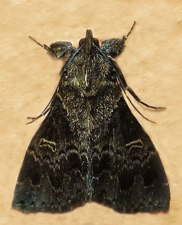 #1261 Dapa, Valle Del Cauca
2100m