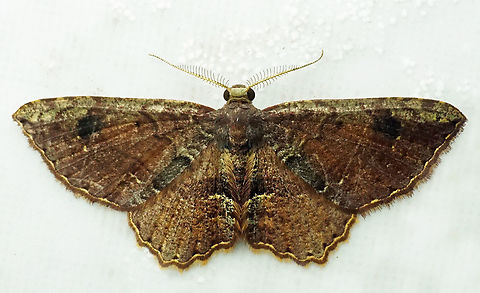 Eois encina Dapa, Valle Del Cauca
2100m Eois encina