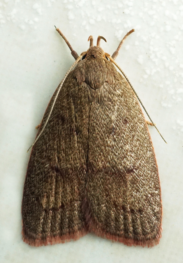 #1262 Dapa, Valle Del Cauca<br />
2100m