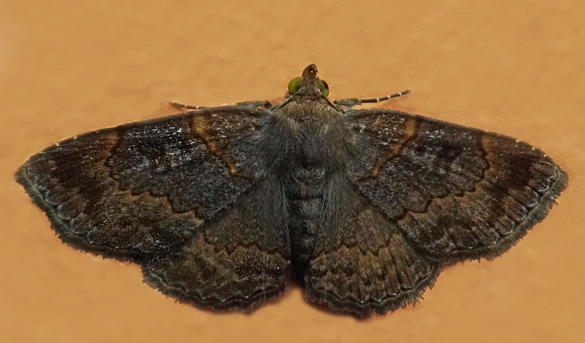 Antiblemma sp. Dapa, Valle Del Cauca<br />
2100m