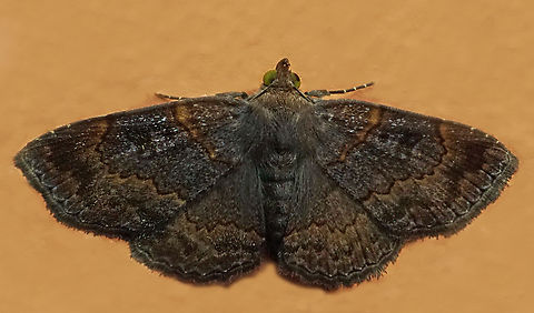 Antiblemma sp. Dapa, Valle Del Cauca
2100m