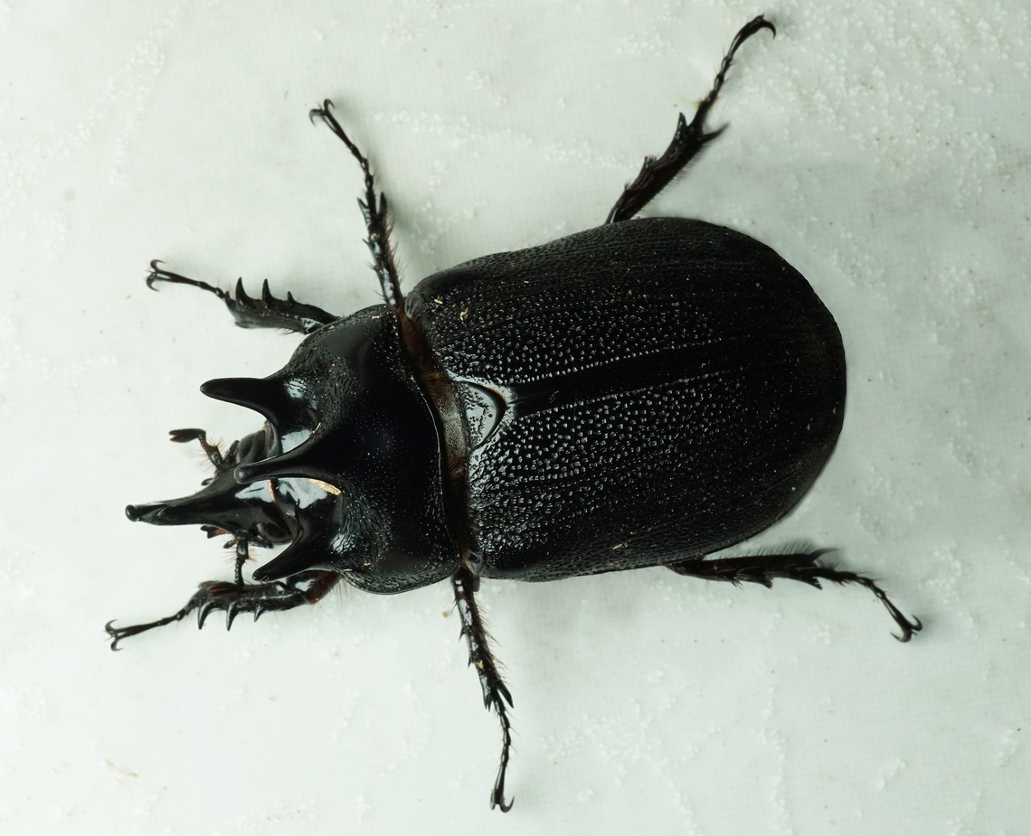 Heterogomphus mniszechi Dapa, Valle Del Cauca<br />
2100m Heterogomphus mniszechi