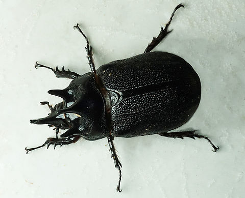 Heterogomphus mniszechi Dapa, Valle Del Cauca
2100m Heterogomphus mniszechi