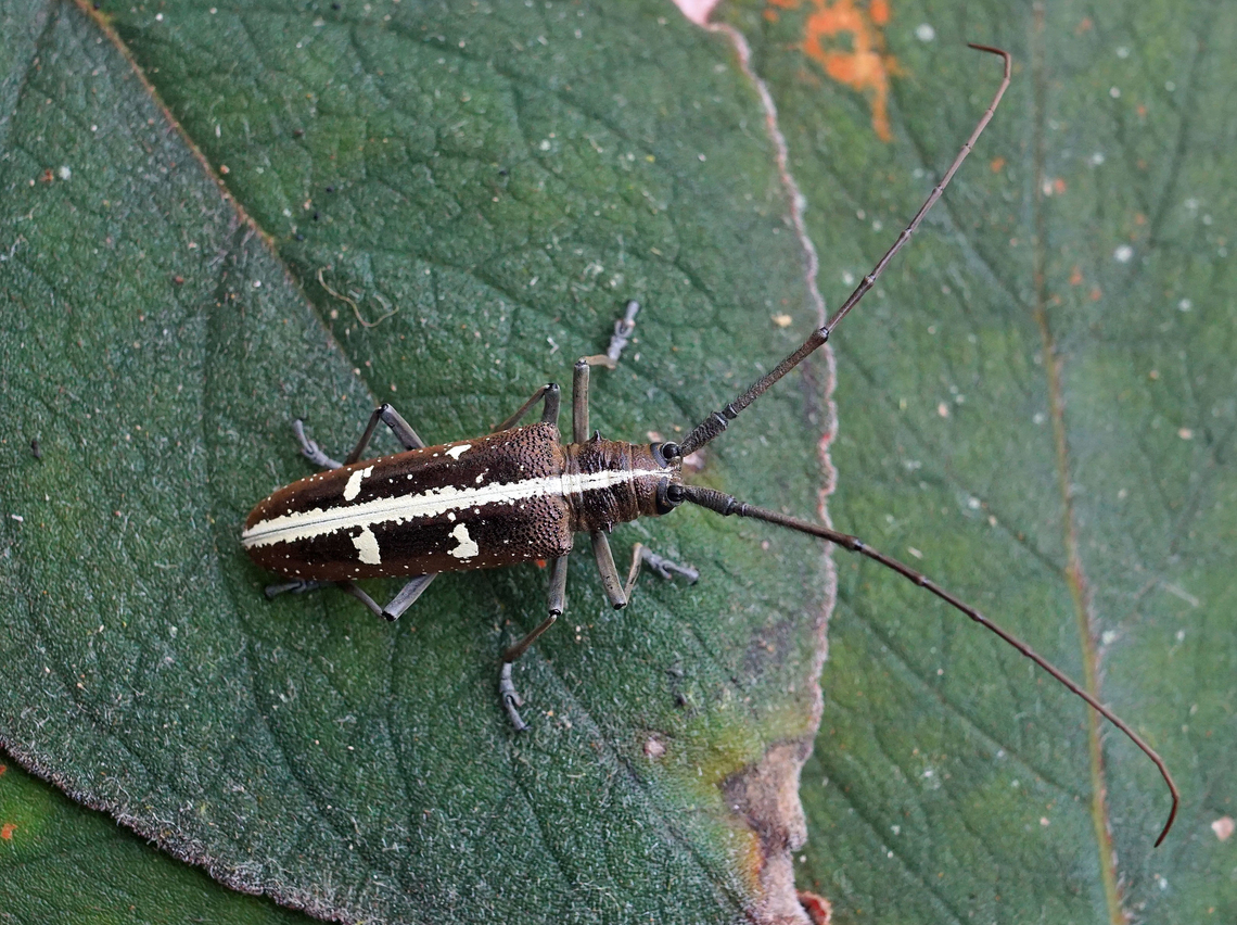 Taeniotes inquinatus Dapa, Valle Del Cauca<br />
2100m<br />
 Taeniotes inquinatus