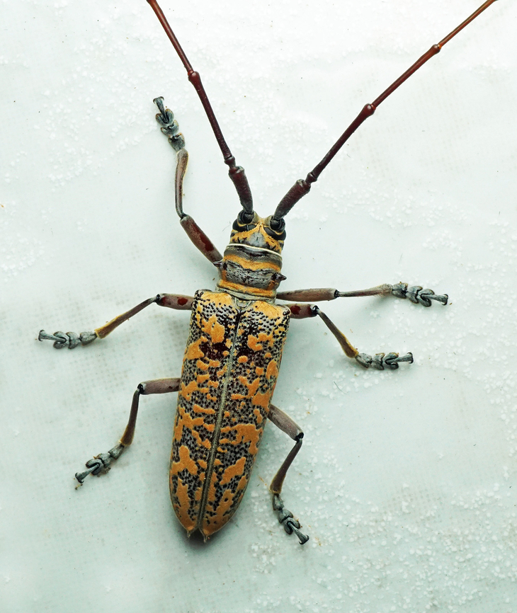 Hammatoderus confusor Dapa, Valle Del Cauca<br />
2100m<br />
 Hammatoderus confusor