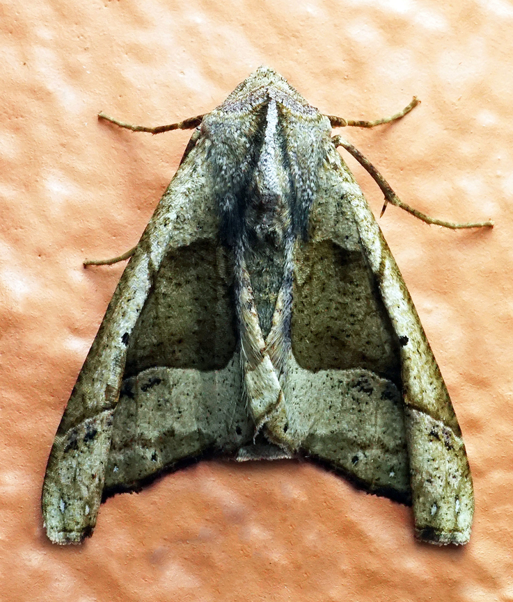 Pero crepera Dapa, Valle Del Cauca<br />
2100m<br />
 Pero crepera