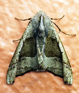 Pero crepera Dapa, Valle Del Cauca
2100m
 Pero crepera