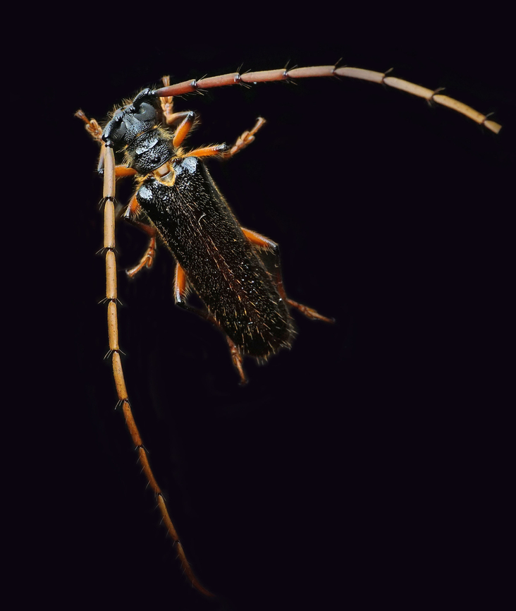 Amphelictus milleri Dapa, Valle Del Cauca<br />
2100m Amphelictus milleri