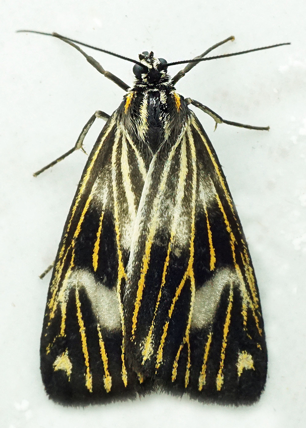 Polypoetes sp. Dapa, Valle Del Cauca<br />
2100m