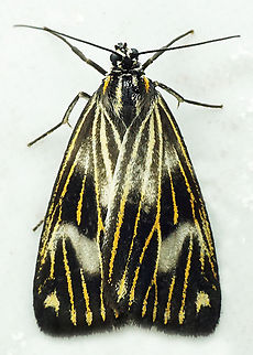Polypoetes sp. Dapa, Valle Del Cauca
2100m