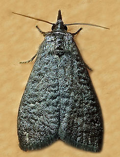 #1263 Dapa, Valle Del Cauca
2100m