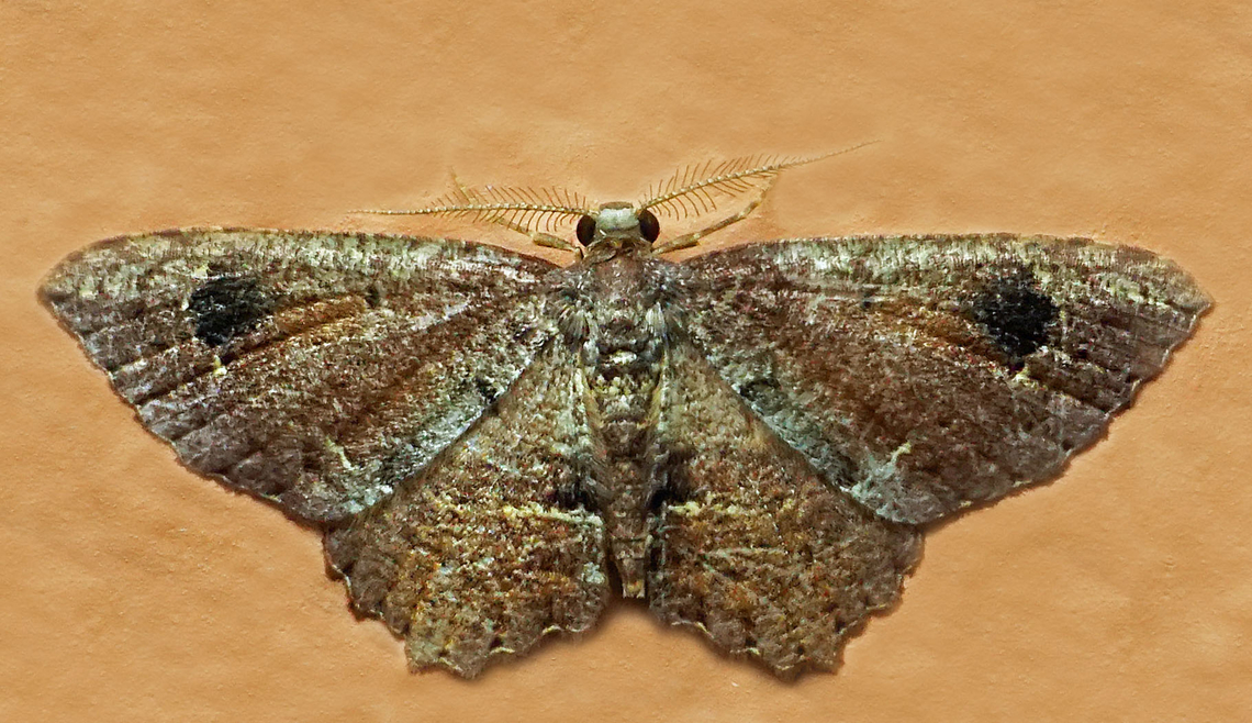 #1264 Dapa, Valle Del Cauca<br />
2100m