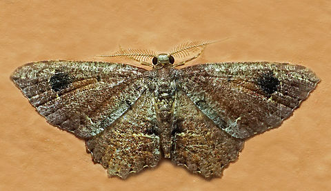 #1264 Dapa, Valle Del Cauca
2100m