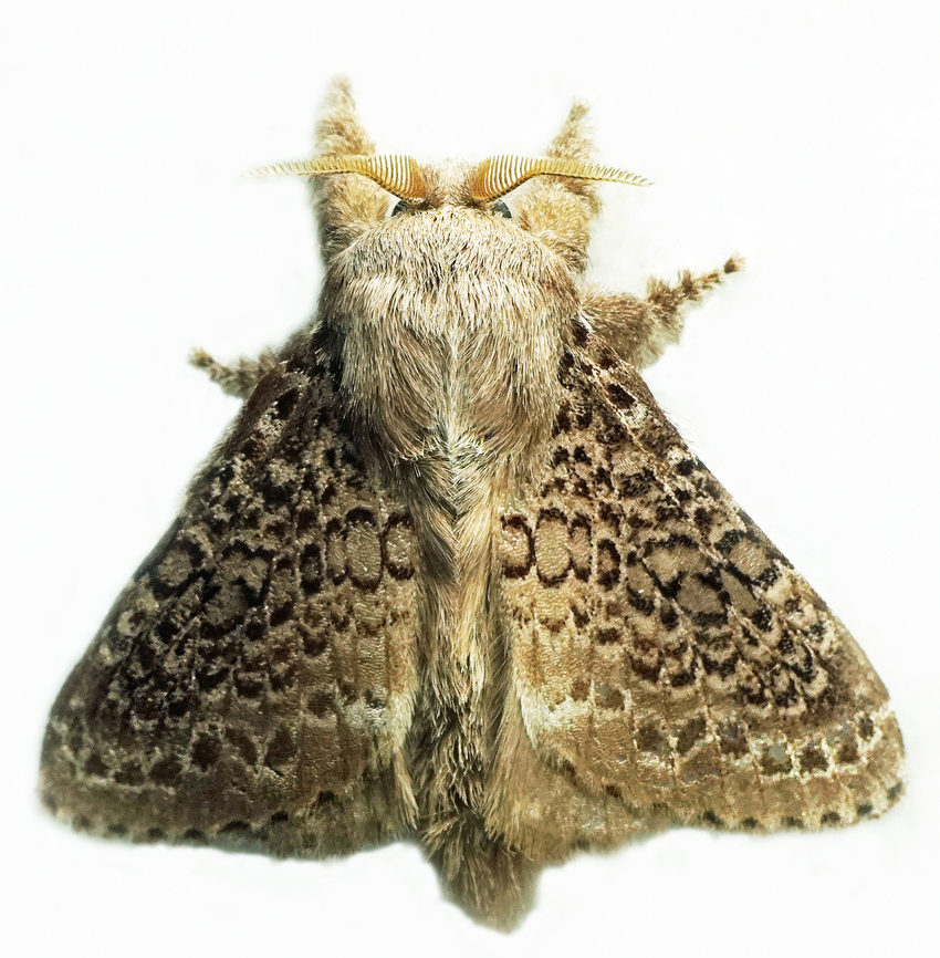 Euglyphis sp. Dapa, Valle Del Cauca<br />
2100m