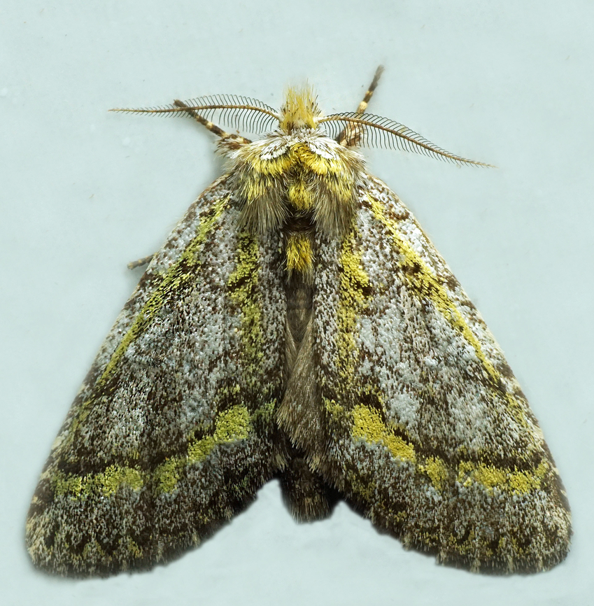 Farigia sp. Dapa, Valle Del Cauca<br />
2100m
