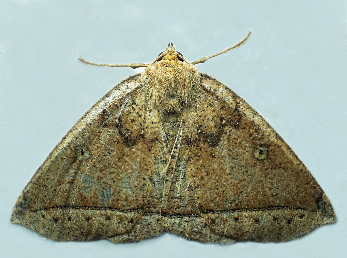 Bonatea viridirufa Dapa, Valle Del Cauca<br />
2100m Bonatea viridirufa