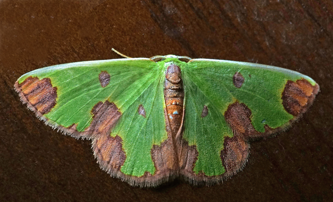Synchlora dependens Dapa, Valle Del Cauca<br />
2100m Synchlora dependens