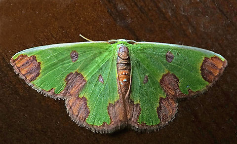 Synchlora dependens Dapa, Valle Del Cauca
2100m Synchlora dependens