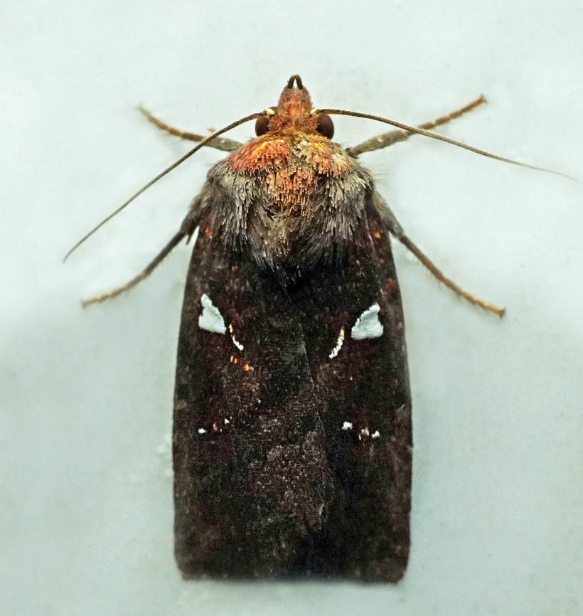 Calymniodes sp. Dapa, Valle Del Cauca<br />
2100m