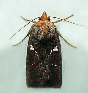 Calymniodes sp. Dapa, Valle Del Cauca
2100m