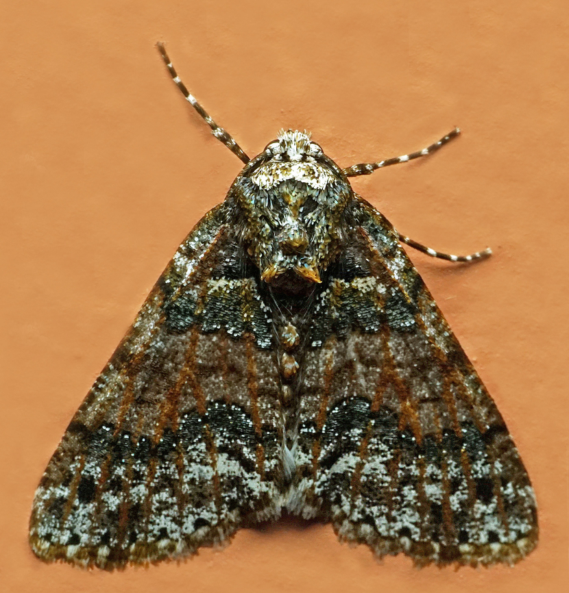 #1266 Dapa, Valle Del Cauca<br />
2100m