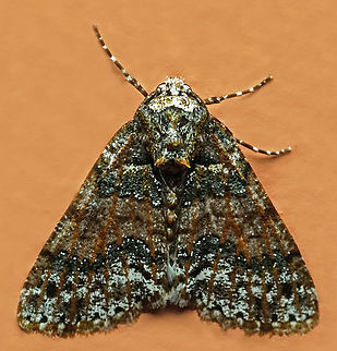 #1266 Dapa, Valle Del Cauca
2100m