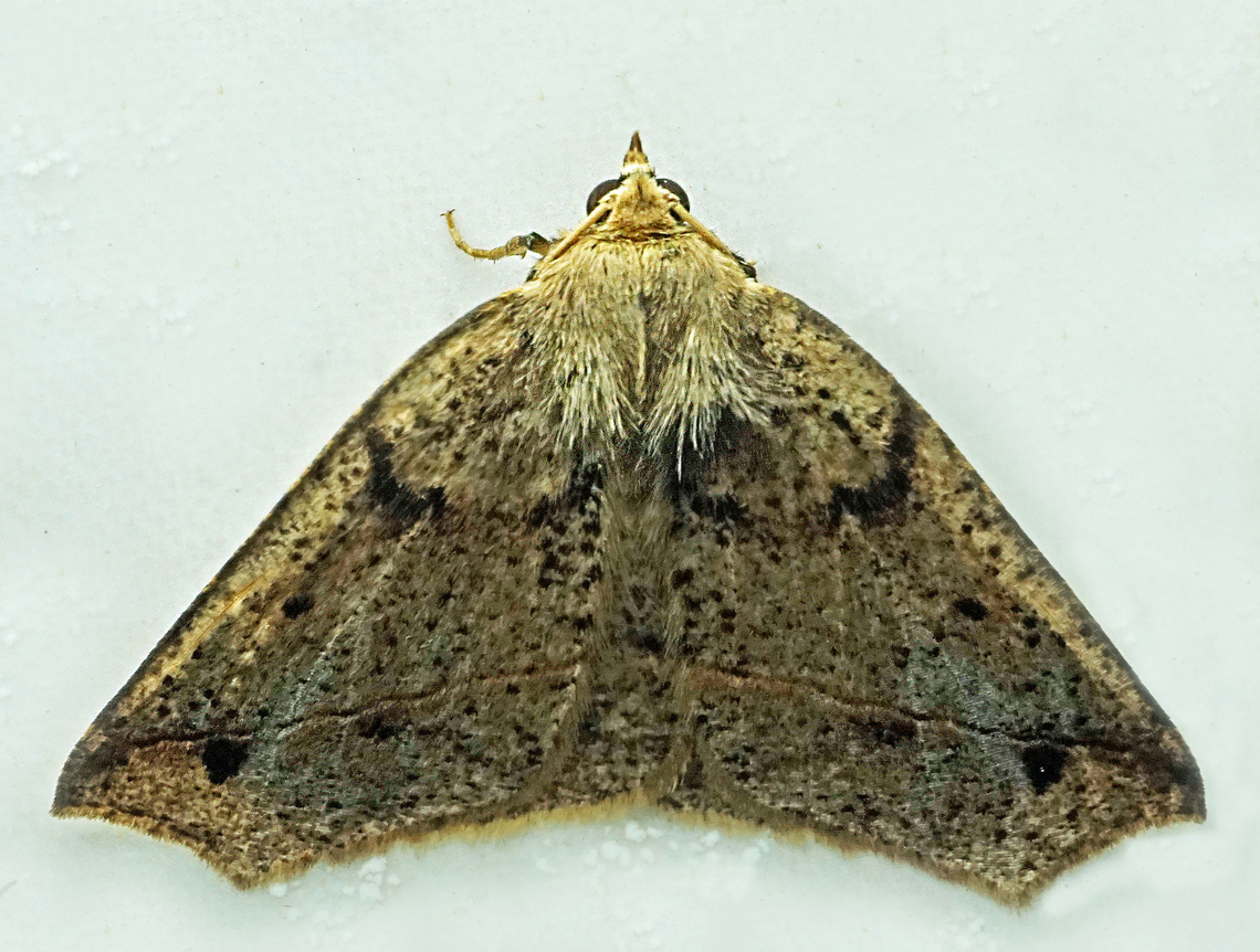 #1267 Dapa, Valle Del Cauca<br />
2100m