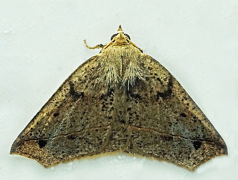 #1267 Dapa, Valle Del Cauca
2100m