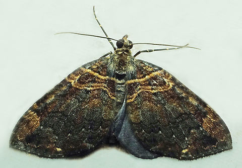 #1268 Dapa, Valle Del Cauca
2100m