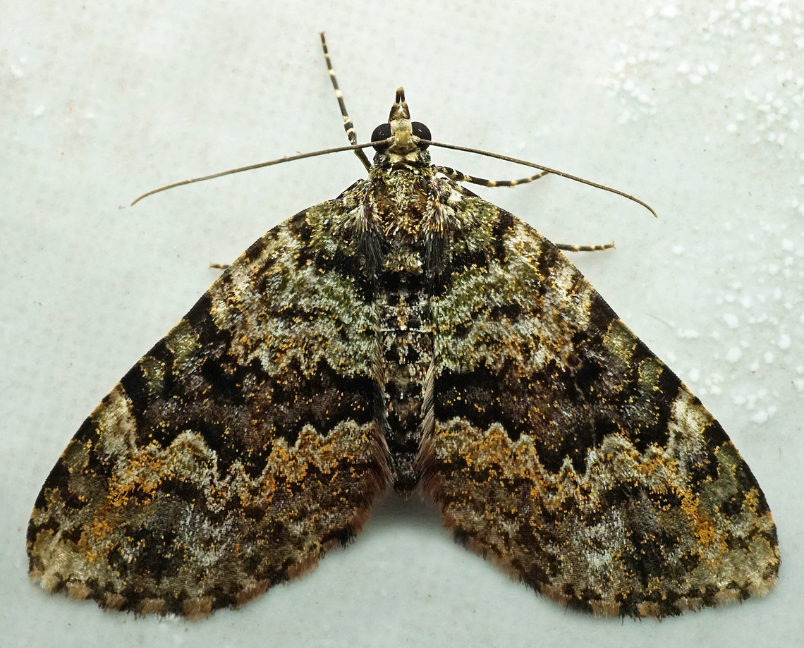 Hydriomena sp Dapa, Valle Del Cauca<br />
2100m