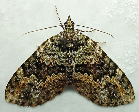 Hydriomena sp Dapa, Valle Del Cauca
2100m