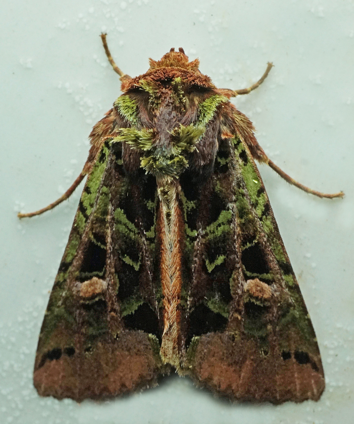 Heterochroma sp. Dapa, Valle Del Cauca<br />
2100m