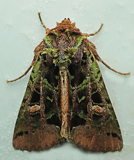 Heterochroma sp. Dapa, Valle Del Cauca
2100m