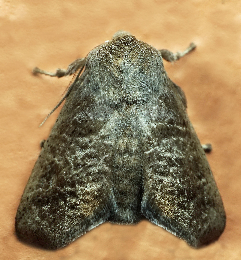 Isa sp. Dapa, Valle Del Cauca<br />
2100m