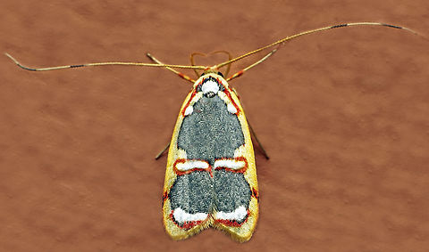 Filinota ignita Dapa, Valle Del Cauca
2100m Filinota ignita