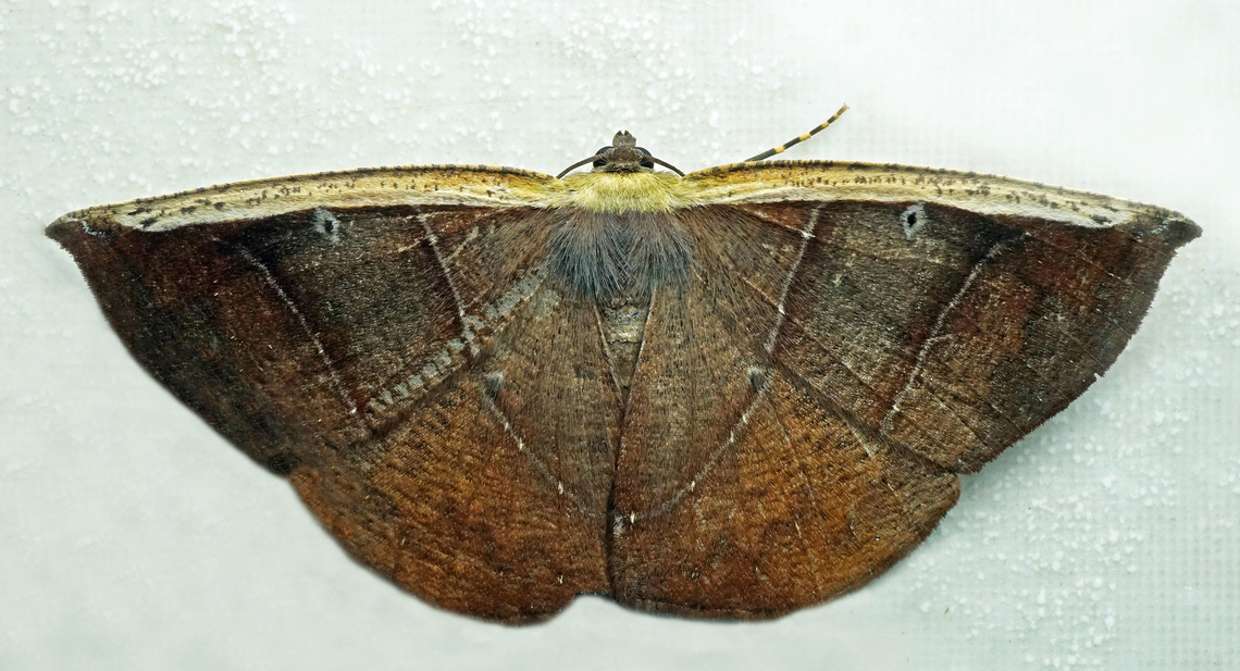 Cimicodes sp. Dapa, Valle Del Cauca<br />
2100m